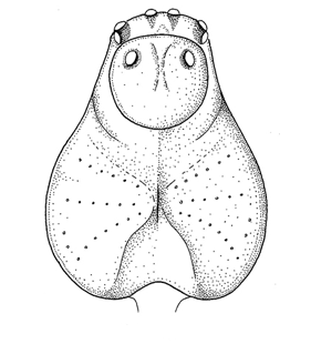 speciesimage