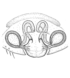 speciesimage