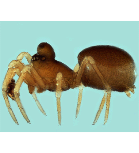 speciesimage