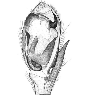 species