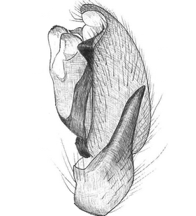 species