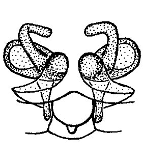 speciesimage