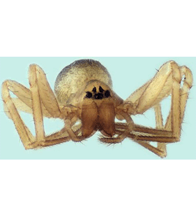 speciesimage