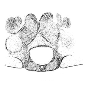 speciesimage