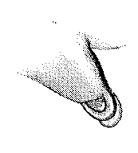 speciesimage