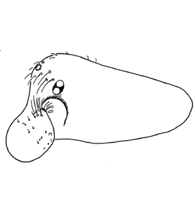 speciesimage