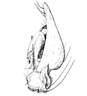 speciesimage