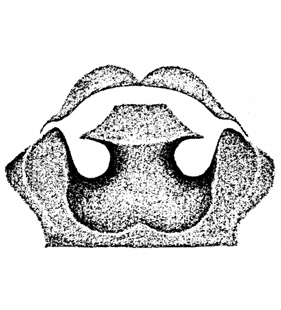 speciesimage