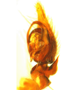 speciesimage