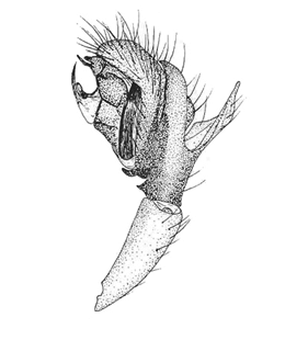 speciesimage