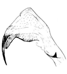 speciesimage