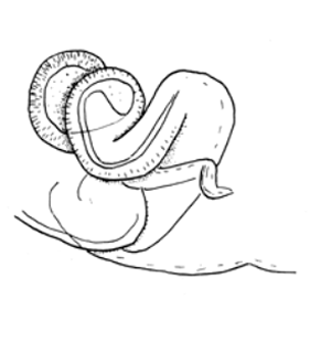 speciesimage