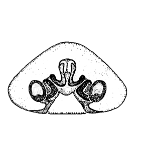 speciesimage
