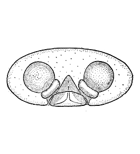 speciesimage