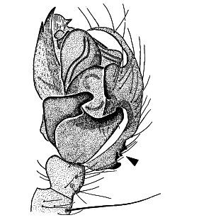 speciesimage