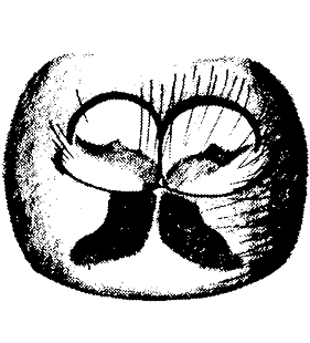 speciesimage