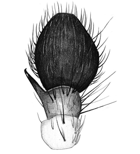 speciesimage