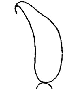 speciesimage