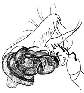 speciesimage