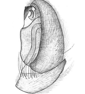 species