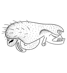 speciesimage