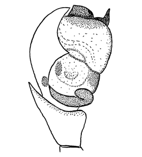 speciesimage