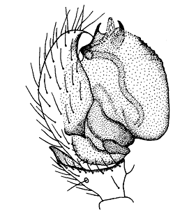 speciesimage