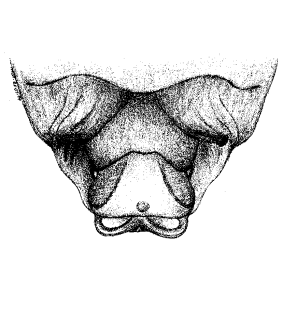 speciesimage