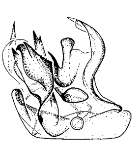 speciesimage