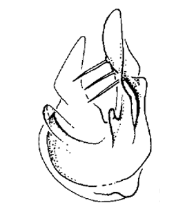 speciesimage