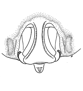 speciesimage