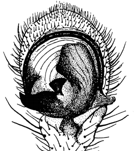 speciesimage