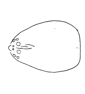 speciesimage