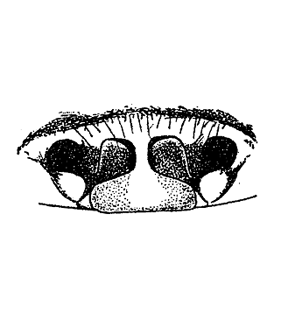 speciesimage