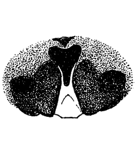 speciesimage