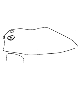 speciesimage