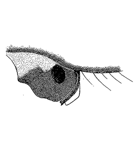 speciesimage