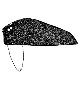 speciesimage