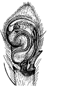 species