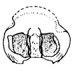 species