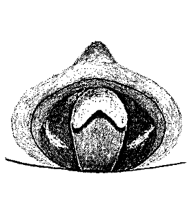 species