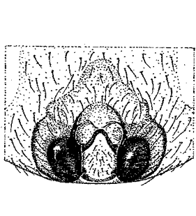 species