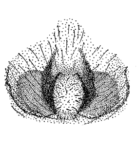 species
