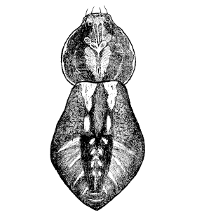species