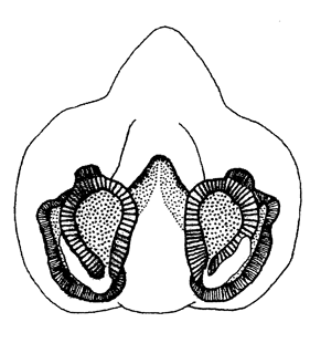 species