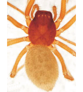 speciesimage
