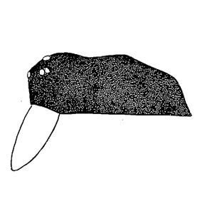 speciesimage