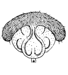 speciesimage