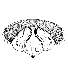 speciesimage