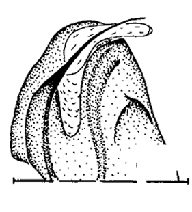 speciesimage